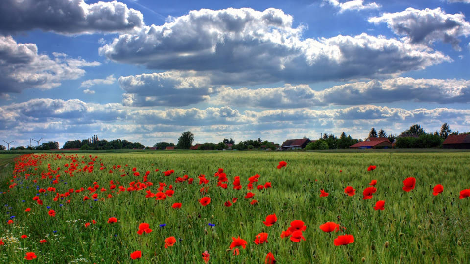 A picture of a green field with sun peeking through the clouds and a row of poppies growing along the edge.
